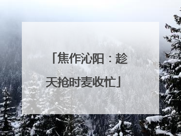 焦作沁阳：趁天抢时麦收忙