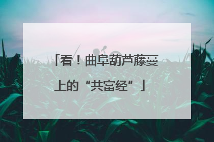 看！曲阜葫芦藤蔓上的“共富经”