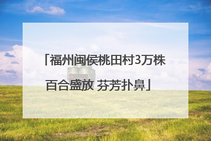 福州闽侯桃田村3万株百合盛放 芬芳扑鼻
