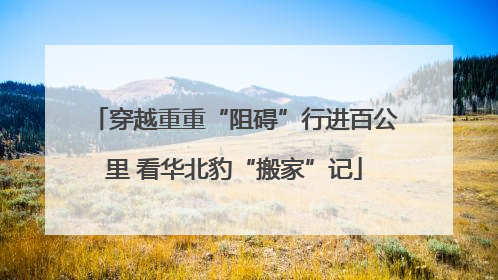 穿越重重“阻碍”行进百公里 看华北豹“搬家”记
