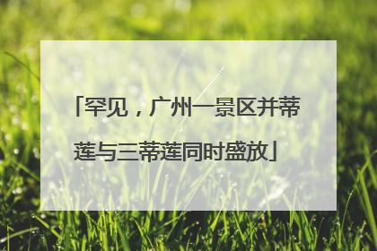 罕见，广州一景区并蒂莲与三蒂莲同时盛放