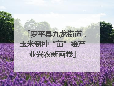 罗平县九龙街道：玉米制种“苗”绘产业兴农新画卷