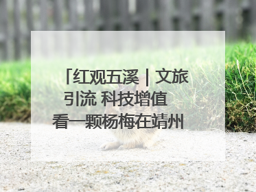 红观五溪｜文旅引流 科技增值 看一颗杨梅在靖州的“商业觉醒”