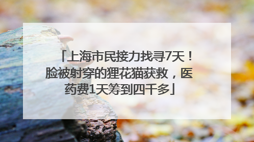 上海市民接力找寻7天！脸被射穿的狸花猫获救，医药费1天筹到四千多
