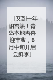 又到一年甜杏熟！青岛本地杏喜迎丰收，6月中旬开启尝鲜季