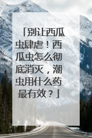 别让西瓜虫肆虐！西瓜虫怎么彻底消灭，潮虫用什么药最有效？