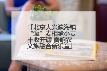北京大兴瀛海镇“瀛”麦相承小麦丰收开镰 奏响农文旅融合新乐章