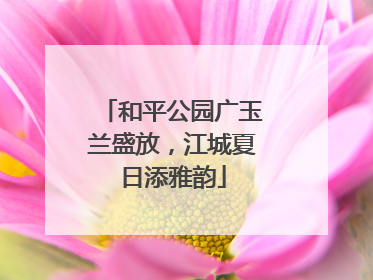 和平公园广玉兰盛放，江城夏日添雅韵