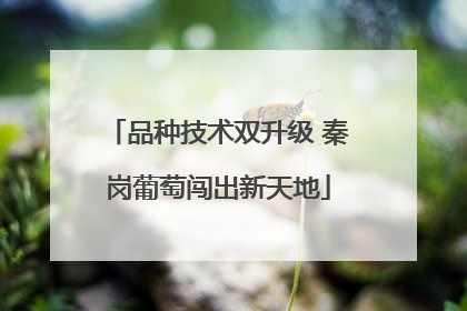 品种技术双升级 秦岗葡萄闯出新天地