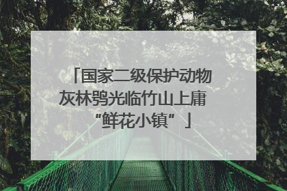 国家二级保护动物灰林鸮光临竹山上庸“鲜花小镇”