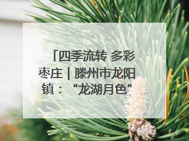 四季流转 多彩枣庄｜滕州市龙阳镇：“龙湖月色”向日葵花海 绘就乡村振兴新画卷