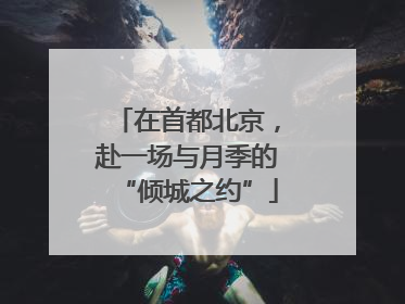 在首都北京，赴一场与月季的“倾城之约”