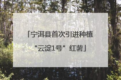 宁洱县首次引进种植“云淀1号”红薯