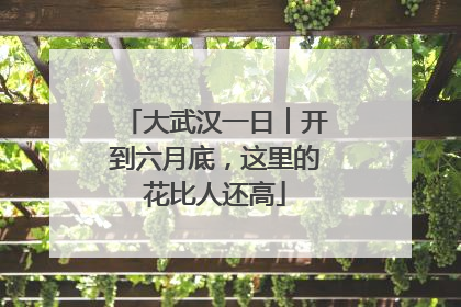 大武汉一日︱开到六月底，这里的花比人还高