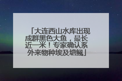 大连西山水库出现成群黑色大鱼，最长近一米！专家确认系外来物种埃及塘鲺