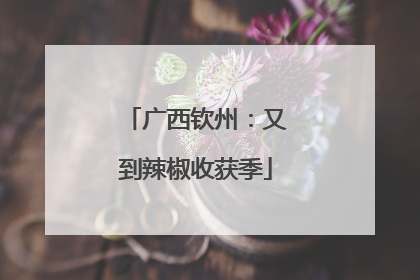 广西钦州：又到辣椒收获季