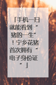 手机一扫就能看到“猪的一生”！宁乡花猪首次拥有“电子身份证”