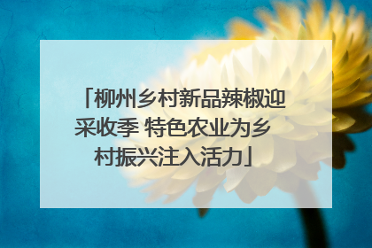柳州乡村新品辣椒迎采收季 特色农业为乡村振兴注入活力
