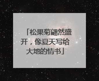 松果菊翩然盛开，像夏天写给大地的情书
