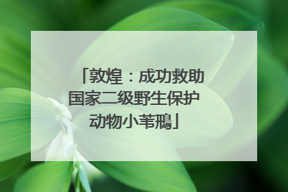 敦煌：成功救助国家二级野生保护动物小苇鳽