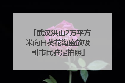 武汉洪山2万平方米向日葵花海盛放吸引市民驻足拍照