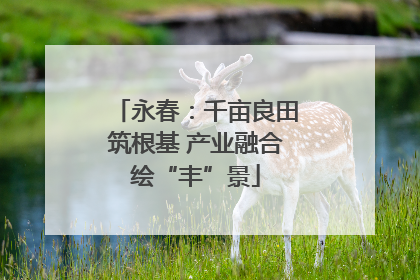 永春：千亩良田筑根基 产业融合绘“丰”景
