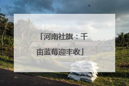 河南社旗：千亩蓝莓迎丰收
