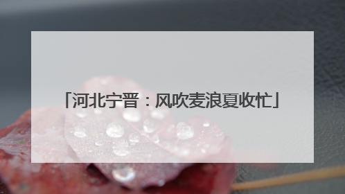 河北宁晋：风吹麦浪夏收忙