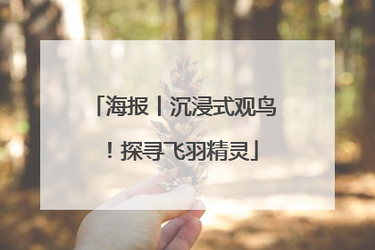 海报丨沉浸式观鸟！探寻飞羽精灵
