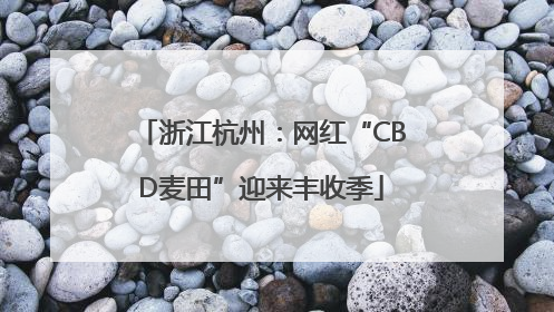 浙江杭州：网红“CBD麦田”迎来丰收季