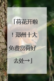 荷花开啦！郑州十大免费赏荷好去处→