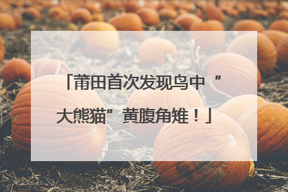 莆田首次发现鸟中“大熊猫”黄腹角雉！