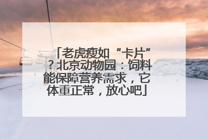 老虎瘦如“卡片”？北京动物园：饲料能保障营养需求，它体重正常，放心吧