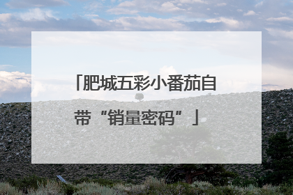 肥城五彩小番茄自带“销量密码”