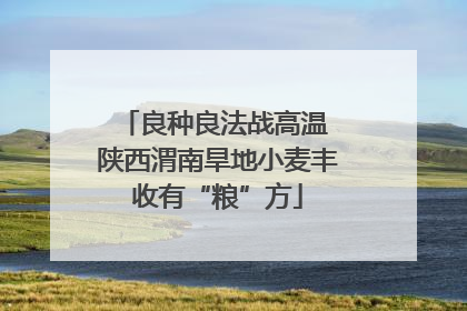 良种良法战高温 陕西渭南旱地小麦丰收有“粮”方