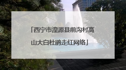 西宁市湟源县前沟村高山大白杜鹃走红网络
