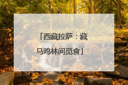 西藏拉萨：藏马鸡林间觅食