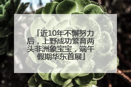 近10年不懈努力后，上野成功繁育两头非洲象宝宝，端午假期华东首展