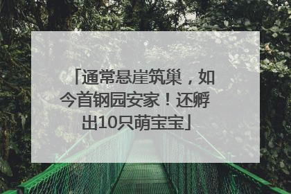 通常悬崖筑巢，如今首钢园安家！还孵出10只萌宝宝