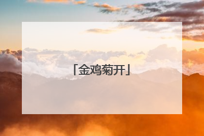 金鸡菊开