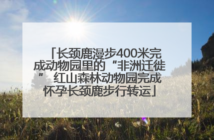 长颈鹿漫步400米完成动物园里的“非洲迁徙” 红山森林动物园完成怀孕长颈鹿步行转运