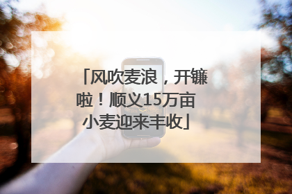 风吹麦浪，开镰啦！顺义15万亩小麦迎来丰收