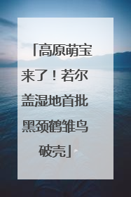 高原萌宝来了！若尔盖湿地首批黑颈鹤雏鸟破壳