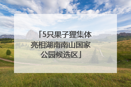 5只果子狸集体亮相湖南南山国家公园候选区